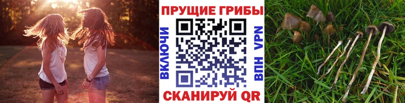 Галлюциногенные грибы Psilocybine cubensis  Яблоновский 